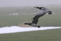 Witbuikrotgans en Brandgans  Lauwersmeer 20-1-2010 b