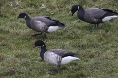 Witbuikrotgans en Rotgans 3-Lauwersmeer 16-2-2021 b