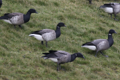 Witbuikrotgans en Rotgans 4-Lauwersmeer 16-2-2021 b