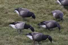 Witbuikrotgans en Rotgans-Lauwersmeer 16-2-2021