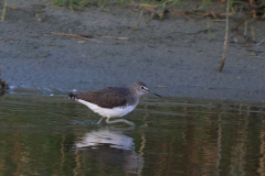 Witgat 1  Texel 10-10-2014