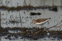 Witgat, 1e kj.  Dannemeer 31-8-2016