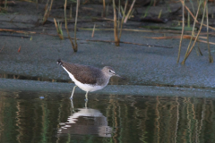 Witgat  Texel 10-10-2014