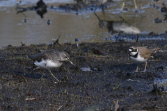 Witgat en Kleine plevier  Groningen-prov. 13-4-2019