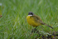 Witkeelkwikstaart, ♂ 1  Zuidlaardermeergebied 25-4-2018