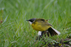 Witkeelkwikstaart, ♂ 2  Zuidlaardermeergebied 25-4-2018