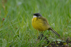 Witkeelkwikstaart, ♂ 3  Zuidlaardermeergebied 25-4-2018