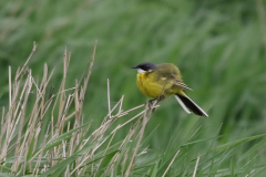 Witkeelkwikstaart, ♂ 4  Zuidlaardermeergebied 25-4-2018