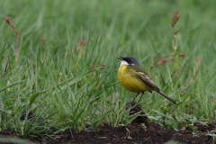 Witkeelkwikstaart, ♂ 5  Zuidlaardermeergebied 25-4-2018