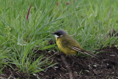 Witkeelkwikstaart, ♂ 6  Zuidlaardermeergebied 25-4-2018