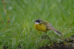 Witkeelkwikstaart, ♂  Zuidlaardermeergebied 25-4-2018