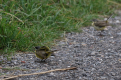 Witkeelkwikstaart, ♂ en Gele kwikstaart, ♀ Zuidlaardermeergebied 24-6-2018 b