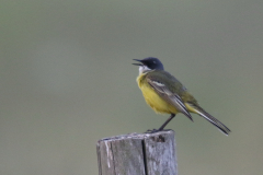 witkeelkwikstaart, ♂ 1 Zuidlaardermeergebied 30-5-2018