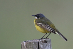 witkeelkwikstaart, ♂ 2 Zuidlaardermeergebied 30-5-2018