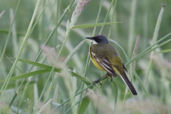 witkeelkwikstaart, ♂ 3 Zuidlaardermeergebied 30-5-2018