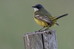 witkeelkwikstaart, ♂ Zuidlaardermeergebied 30-5-2018