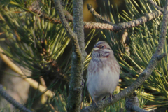 Witkopgors, 1e kj. ♂ 1  Texel 22-12-2016