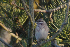 Witkopgors, 1e kj. ♂ 2  Texel 22-12-2016