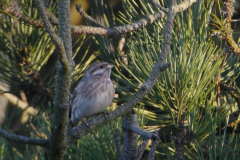 Witkopgors, 1e kj. ♂ 3  Texel 22-12-2016