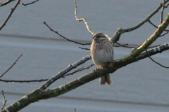 Witkopgors, 1e kj. ♂  Texel 22-12-2016