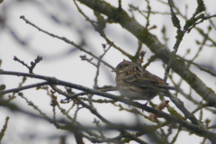 Witkopgors, 2e kj. ♀ 1  Friesland 29-1-2017