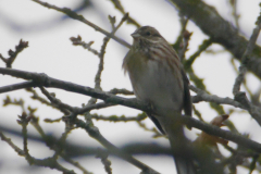 Witkopgors, 2e kj. ♀ 2  Friesland 29-1-2017