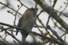 Witkopgors, 2e kj. ♀ 3  Friesland 29-1-2017