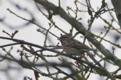 Witkopgors, 2e kj. ♀ 4  Friesland 29-1-2017