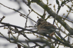 Witkopgors, 2e kj. ♀ 5  Friesland 29-1-2017