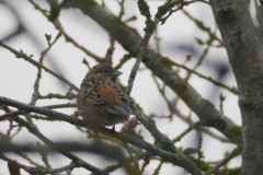 Witkopgors, 2e kj. ♀ 6  Friesland 29-1-2017