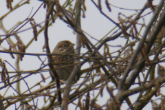 Witkopgors, 2e kj. ♀  Friesland 12-3-2017