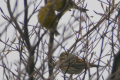 Witkopgors, 2e kj. ♀ en Geelgors  Friesland 29-1-2017