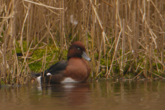 Witoogeend, ♂ 1  Drenthe 9-11-2017