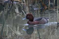 Witoogeend, ♂ 2  Flevoland 31-12-2021