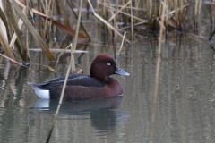 Witoogeend, ♂ 4  Flevoland 31-12-2021