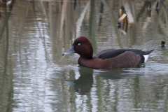 Witoogeend, ♂ 6  Flevoland 31-12-2021