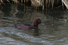 Witoogeend, ♂ 7  Flevoland 31-12-2021