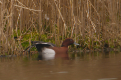 Witoogeend, ♂  Drenthe 9-11-2017