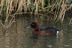 Witoogeend, ♂  Flevoland 31-12-2021