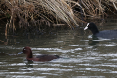 Witoogeend, ♂  en Meerkoet-Flevoland 31-12-2021