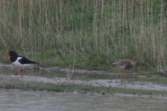 Witstaartkievit en Scholekster  NoordHolland 27-4-2014