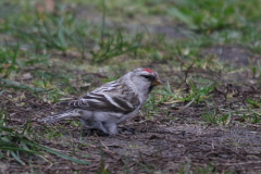 Witstuitbarmsijs 4  NoordHolland 3-3-2024