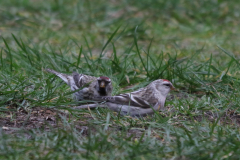 Witstuitbarmsijs en Grote barmsijs 1  NoordHolland 3-3-2024