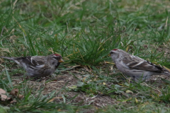 Witstuitbarmsijs en Grote barmsijs 2  NoordHolland 3-3-2024