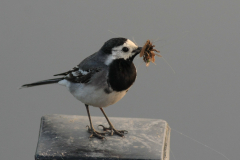 Witte kwikstaart, ♀  Zuidlaardermeergebied 27-5-2016