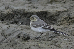 Witte kwikstaart, 1e kj.  Lauwersmeer 20-6-2014