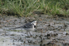 Witte kwikstaart, adult ♂ 1  Groningen-kust 7-2-2007