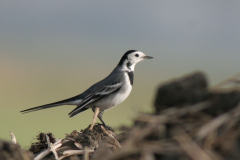 Witte kwikstaart, adult ♂  Groningen-kust 7-2-2007