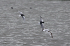 Witvleugelstern en Dwergmeeuw-Lauwersmeer 17-5-2023