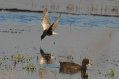 Witvleugelstern en Meerkoet  Zuidlaardermeergebied 8-6-2014